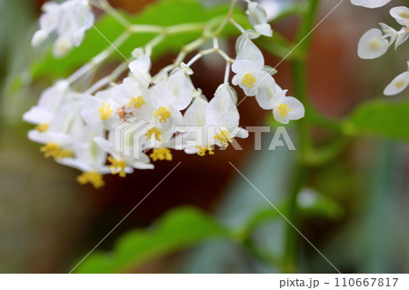 キダチベゴニアの花 110667817