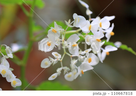 キダチベゴニアの花 110667818