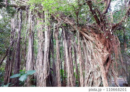 屋久島　志戸子の大ガジュマル 110668201