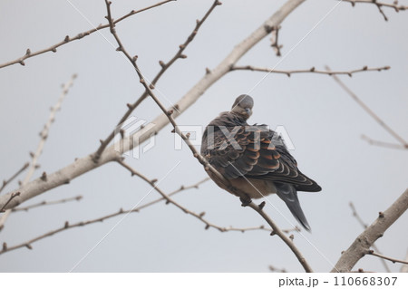 枝に止まる1匹のキジバト 110668307