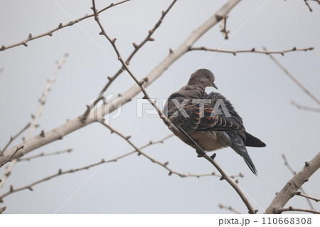 枝に止まる1匹のキジバト 110668308