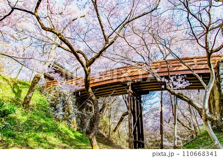 長野 高遠城址公園 桜満開の桜雲橋 長野 高遠城址公園 桜満開の桜雲橋 110668341