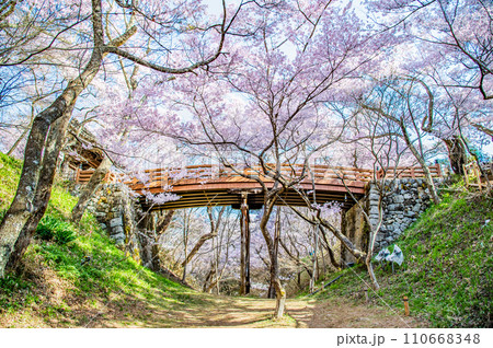 長野 高遠城址公園　桜満開の桜雲橋 110668348