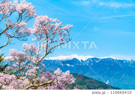 長野 高遠城址公園　桜満開の本丸から望む中央アルプス 110668410