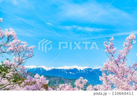 長野 高遠城址公園　桜満開の本丸から望む中央アルプス 110668411