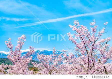 長野 高遠城址公園　桜満開の本丸から望む中央アルプス 110668412