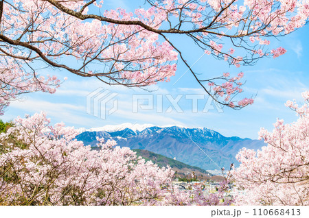 長野 高遠城址公園　桜満開の本丸から望む中央アルプス 110668413