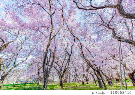 長野 高遠城址公園 本丸の満開の桜 長野 高遠城址公園 本丸の満開の桜 110668416