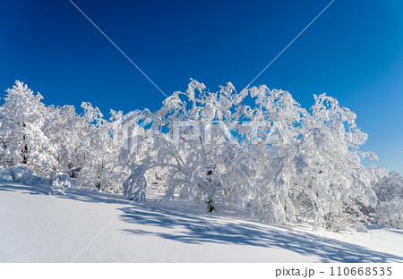 厳冬期、樹氷に覆われた世界 110668535
