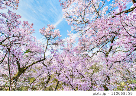 長野 高遠城址公園 本丸の満開の桜 長野 高遠城址公園 本丸の満開の桜 110668559
