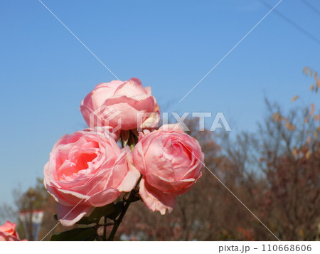 新横浜散歩 新横浜散歩 110668606