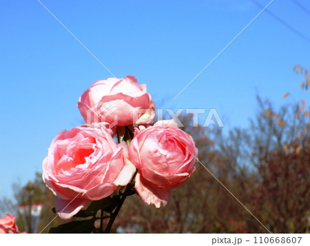 新横浜散歩 新横浜散歩 110668607