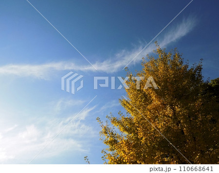 新横浜散歩 110668641