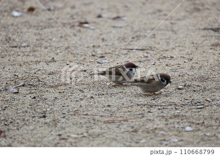 砂地の降りた2匹の冬毛のスズメ 110668799