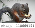 両手で優雅に木の実を摘み取るリス。 110669151