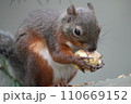 しっかりとした力強い両手で、美味しそうな木の実を掴み食べるリス。 110669152