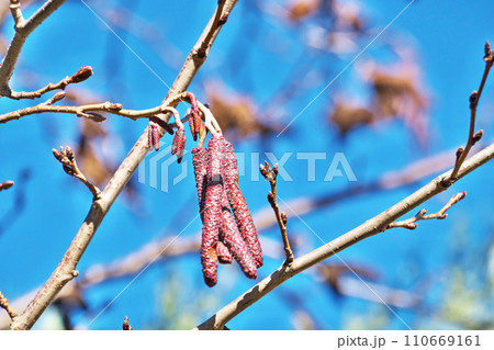 ヤマハンノキの蕾(雄花、雌花)(冬、一月) ヤマハンノキの蕾(雄花、雌花)(冬、一月) 110669161