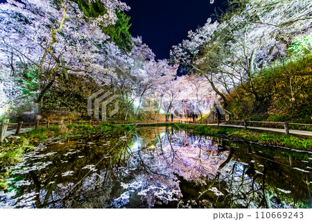 長野 高遠城址公園の夜桜　桜雲橋下 110669243