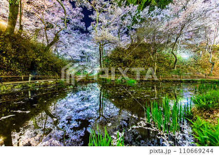 長野 高遠城址公園の夜桜　桜雲橋下 110669244