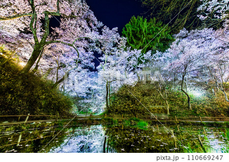 長野 高遠城址公園の夜桜　桜雲橋下 110669247
