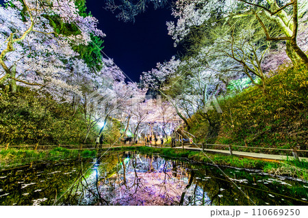 長野 高遠城址公園の夜桜　桜雲橋下 110669250