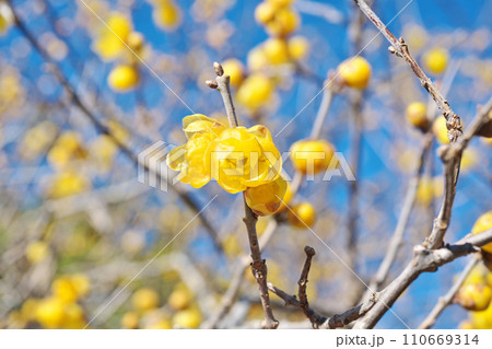 黄色いロウバイの花(冬、一月) 黄色いロウバイの花(冬、一月) 110669314
