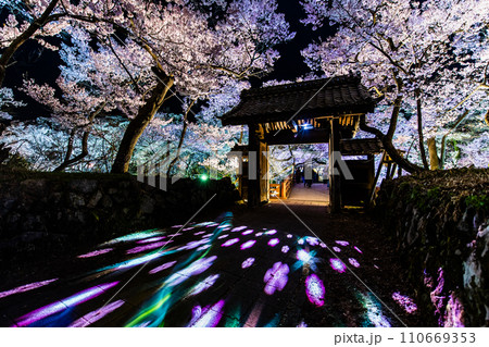 長野 高遠城址公園の夜桜　問屋門 110669353