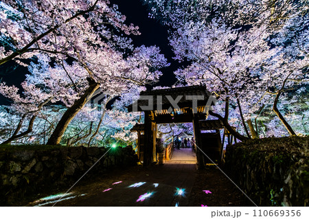 長野 高遠城址公園の夜桜 問屋門 長野 高遠城址公園の夜桜 問屋門 110669356