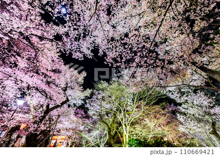長野 高遠城址公園の夜桜 長野 高遠城址公園の夜桜 110669421
