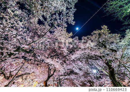 長野 高遠城址公園の夜桜 110669423