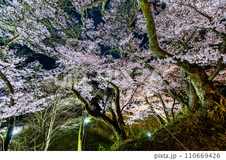 長野 高遠城址公園の夜桜 110669426