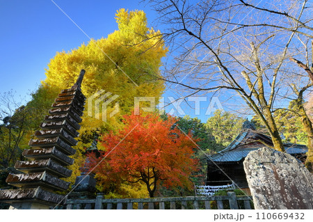 埼玉県東松山市岩殿 岩殿観音巌殿山正法寺観音堂前の黄葉した大イチョウと紅葉モミジ 埼玉県東松山市岩殿 岩殿観音巌殿山正法寺観音堂前の黄葉した大イチョウと紅葉モミジ 110669432