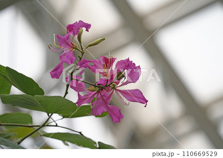 オオバナソシンカの花 オオバナソシンカの花 110669529