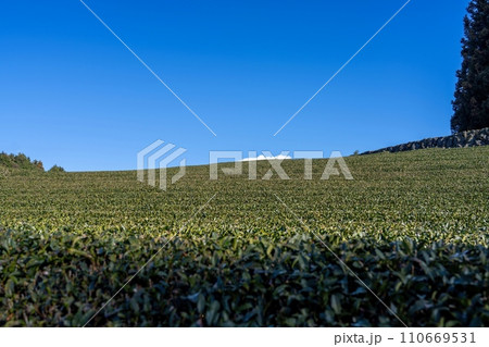 青空バックに見上げる広大なお茶畑の情景 110669531