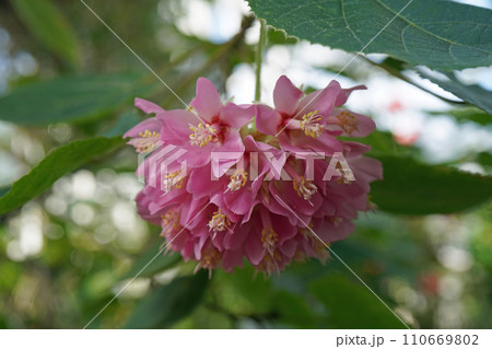 ピンクボールの花 110669802