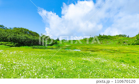 夏の火打山登山（天狗の庭：ワタスゲの群落） 110670120