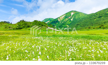 夏の火打山登山(天狗の庭:火打山とワタスゲの群落) 夏の火打山登山(天狗の庭:火打山とワタスゲの群落) 110670209