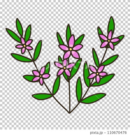 南十字星 南十字星 110670476