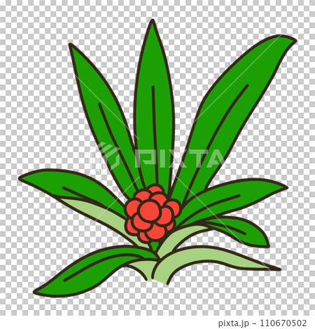 Omoto Omoto 110670502