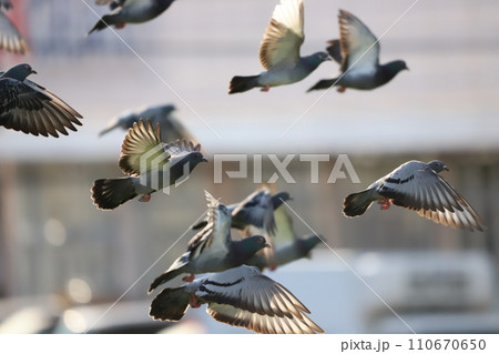 飛んでいる鳩の群れ 110670650