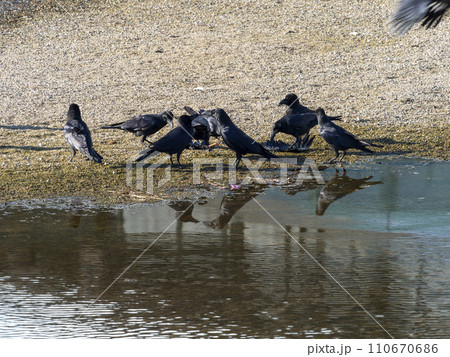 鳥の死骸に集まるカラス 鳥の死骸に集まるカラス 110670686