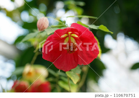 アブチロンの花 アブチロンの花 110670751