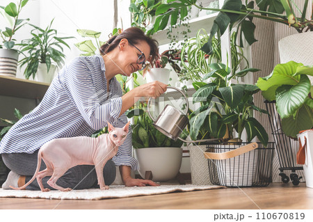 A young woman enjoys caring for flowers. Watering indoor plants and admiring them. Pink sphinx cat. 110670819