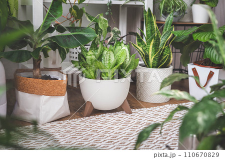 Houseplant domestic jungle garden organization fresh natural plant pots variegated monstera Houseplant domestic jungle garden organization fresh natural plant pots variegated monstera 110670829