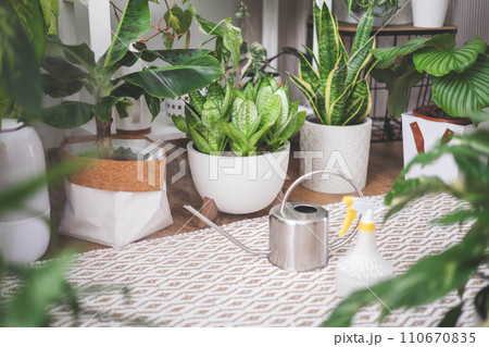 A young woman enjoys caring for flowers. Watering indoor plants and admiring them. A young woman enjoys caring for flowers. Watering indoor plants and admiring them. 110670835