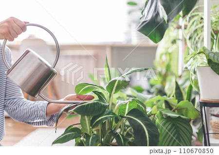 Houseplant domestic jungle garden organization fresh natural plant pots variegated monstera Houseplant domestic jungle garden organization fresh natural plant pots variegated monstera 110670850