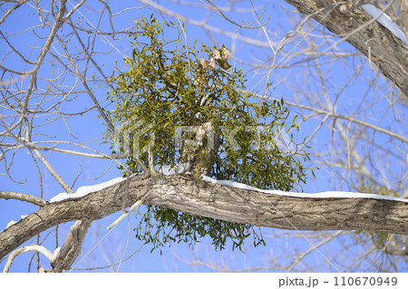 ヤドリギ 110670949