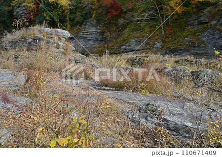 紅葉する長瀞岩畳と渓谷に岩上の実る柿の木 110671409