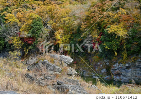 紅葉する長瀞岩畳と渓谷に岩上の実る柿の木 紅葉する長瀞岩畳と渓谷に岩上の実る柿の木 110671412