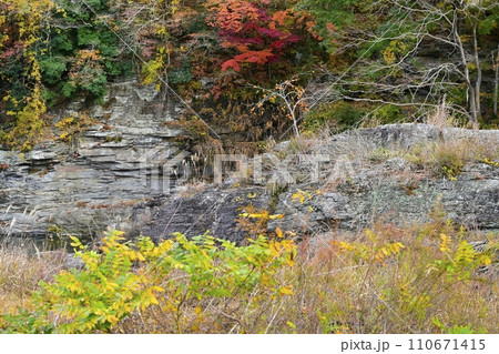 紅葉する長瀞岩畳と渓谷に岩上の実る柿の木 紅葉する長瀞岩畳と渓谷に岩上の実る柿の木 110671415